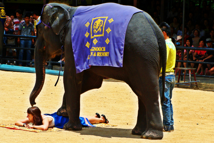 elephant tourism