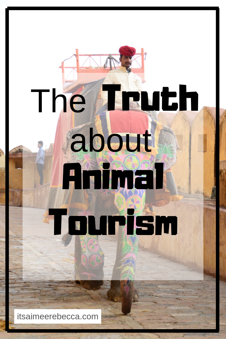 animal tourism